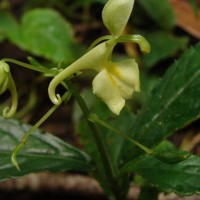 Impatiens cornigera Arn.